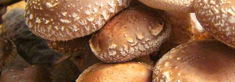 果蔬脆片OEM|VF薯?xiàng)l|法式薯?xiàng)l|薯?xiàng)l